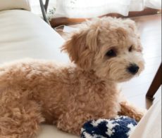 印刷可能 マルプー 成犬 可愛い あなたのための赤ちゃんの画像