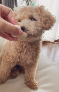 マルプーの成長記録 写真でみる子犬から成犬への体重推移